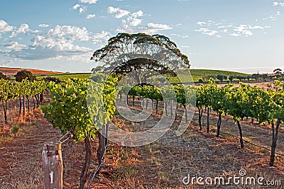 Tree in Barossa Valley Vineyard with early morning cloudy sky Stock Photo