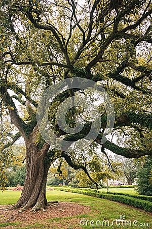 A tree in Baton Rouge, Louisiana Stock Photo