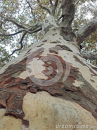 Tree, Baum, Ahorn Stock Photo