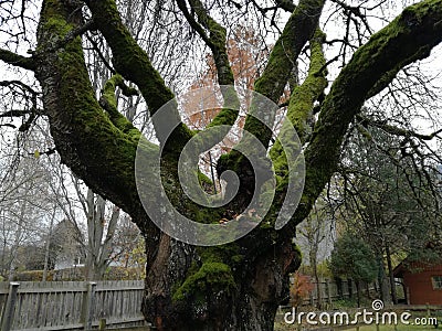 Tree baum moos wood nature Stock Photo