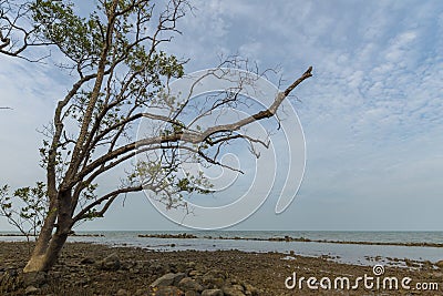 Tree on the beach Stock Photo