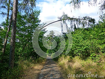 Tree bent over a forest path Stock Photo