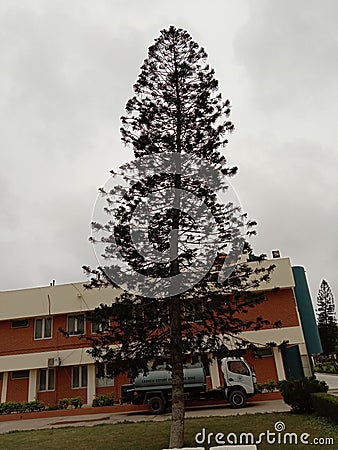 Tree best tree big tree Stock Photo