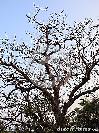 Tree is the best friend of humankind Stock Photo