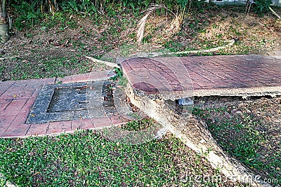 Tree with big roots destroy broke damage walkway pavement Stock Photo