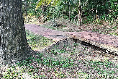 Tree with big roots destroy broke damage walkway pavement Stock Photo