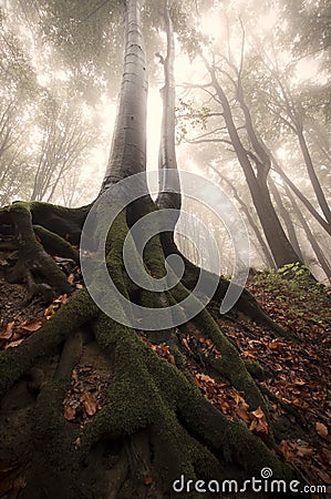 Tree with big roots in fairytale forest Stock Photo