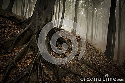 Tree with big roots on forest soil Stock Photo