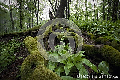 Tree with big roots with moss and green plants Stock Photo