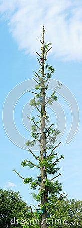 Tree with birds houses Stock Photo