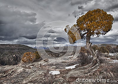 Tree in the Black Canyon of the Gunnison, CO Stock Photo