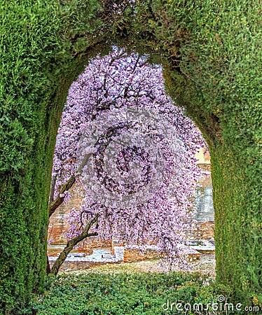 A Tree Blooming at Al Hambra in Granada, Andalusia, Spain Stock Photo