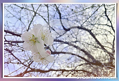 The tree blooms early in February. spring flowers. Stock Photo