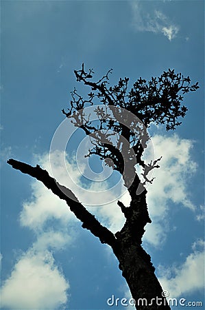 A tree with a blue cloudy sky in the background Stock Photo