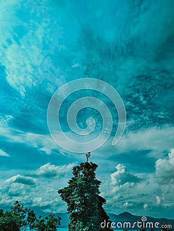 Tree with the blue skies filter Stock Photo