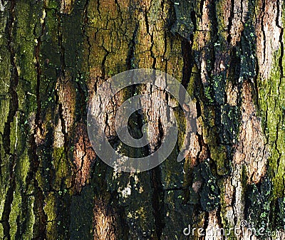 Tree bole for background Stock Photo