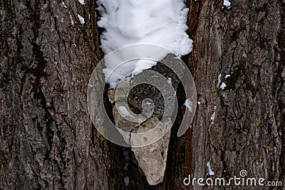 Tree with a bone in the midle Stock Photo