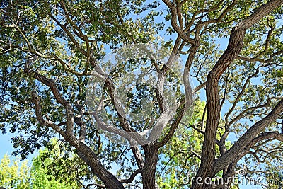 Tree braches and leaves soaking up sunlight in Laguna Woods, Caliornia Stock Photo