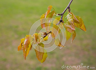 Tree branch alder Stock Photo