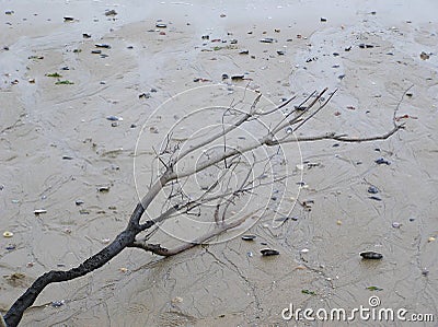Tree branch on the beach Stock Photo
