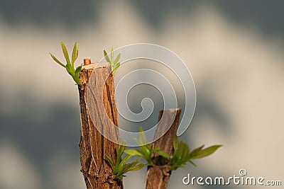 Tree branch with bud, embryonic green leave shoot. gray abstract Stock Photo