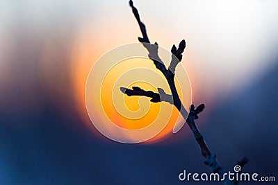 Tree branch with buds on sunset background Stock Photo