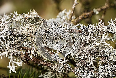 A tree branch covered with leafy foliose lichens and shrubby fruticose lichens Stock Photo