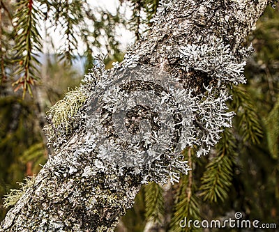A tree branch covered with leafy foliose lichens and shrubby fruticose lichens Stock Photo