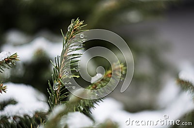 The tree branch is covered with water drops from the melted snow. Winter thaw. Stock Photo
