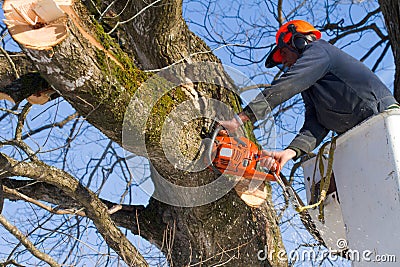 Tree branch cutting Stock Photo
