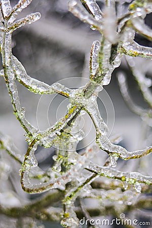 Tree branch after a deep freeze Stock Photo