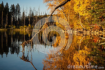 A tree branch is floating in a lake with a reflection of the trees in the water Stock Photo