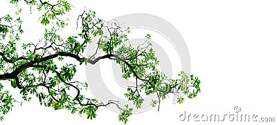 Tree branch with green leaves isolated on white background. Branch of tree backdrop. Nature texture background. Love the earth Stock Photo