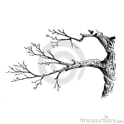 Tree branch. Hand drawn sketch style vector illustration of tree branch without leaves. Isolated on transparent Vector Illustration