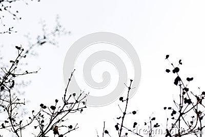 Tree branch and leaves silhouette against white sky background Stock Photo