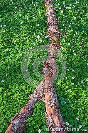 Tree branch lying among flowering wood anemones Stock Photo