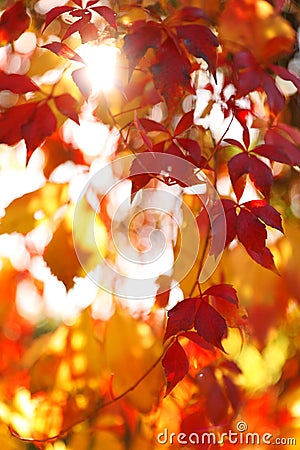 Tree branch with sunlit bright leaves in park. Autumn season Stock Photo