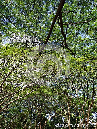 Tree branch texture natural background. Textura de rama de Ã¡rboles background natural Stock Photo