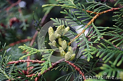 Tree branch of thuja Stock Photo