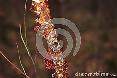 Tree Branch Up Close Macro View with lose bark Stock Photo