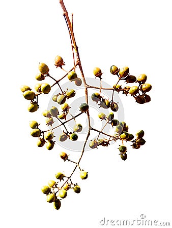 tree branch on a white background Stock Photo