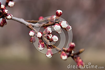 tree branch with white buds in blossom Stock Photo