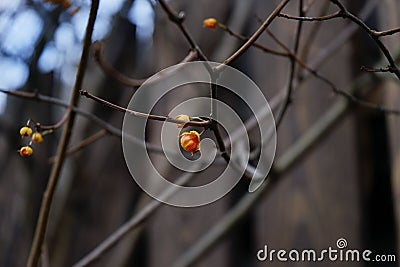 Tree branch yellow berry wood fence autumn nature outdoors Stock Photo