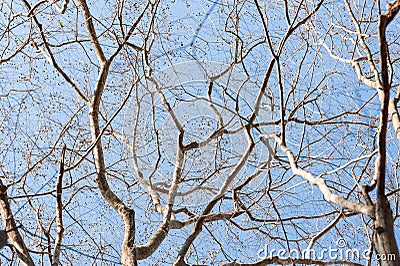 Tree branche.Naked branches of a tree against blue sky close up Stock Photo