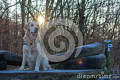 Tree brancheover river in winter Stock Photo