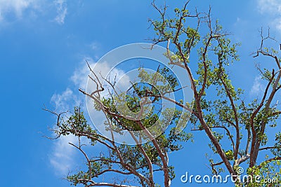 Tree branches against a puffy clouds and blue sky background Stock Photo