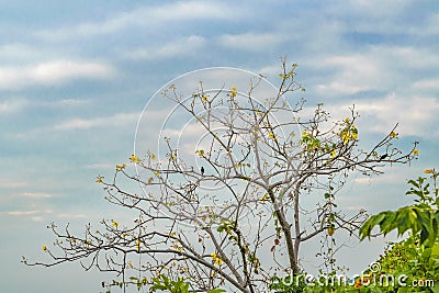 Tree Branches and Birds Stock Photo