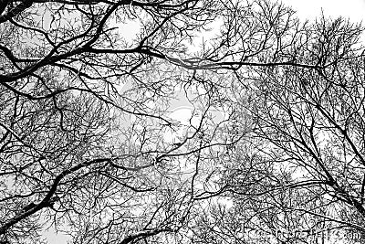 Tree branches black and white Stock Photo