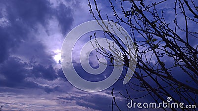 Tree branches on a cloudly winters day Stock Photo