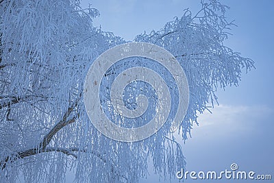 Tree branches covered in frost snow Stock Photo